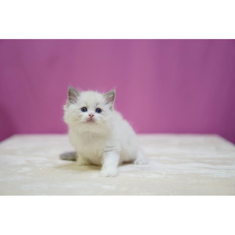 販売中の埼玉県のラグドール-125891の2枚目